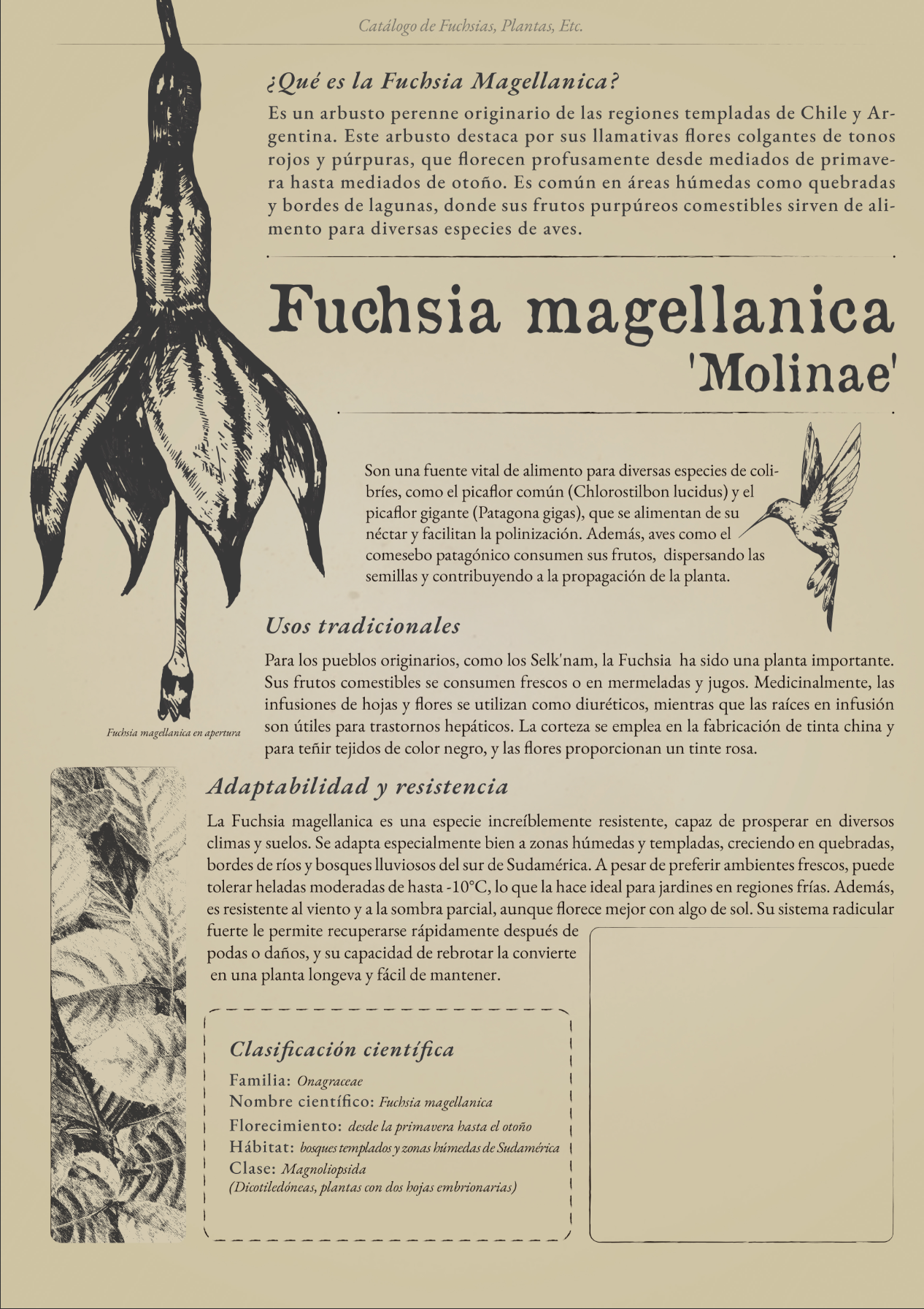 Infografia Fucsia Magellanica